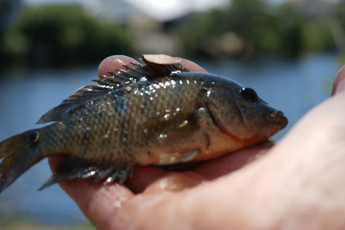 SCCF: Invasive freshwater fish are back - SANIBEL-CAPTIVA - Island ...